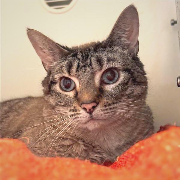 Enlarge Josie, a Adoptable Domestic Short Hair in Bentonville, AR image 2/3