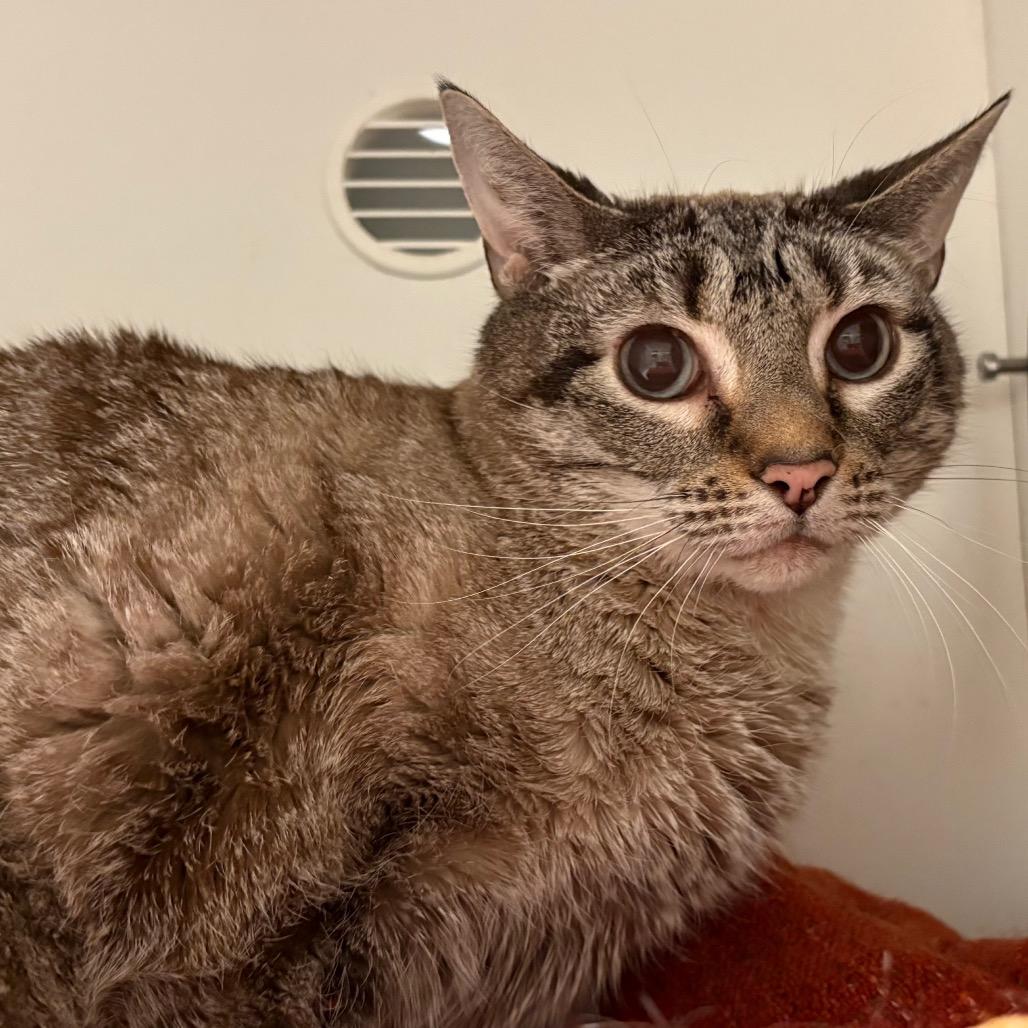 Enlarge Josie, a Adoptable Domestic Short Hair in Bentonville, AR image 3/3