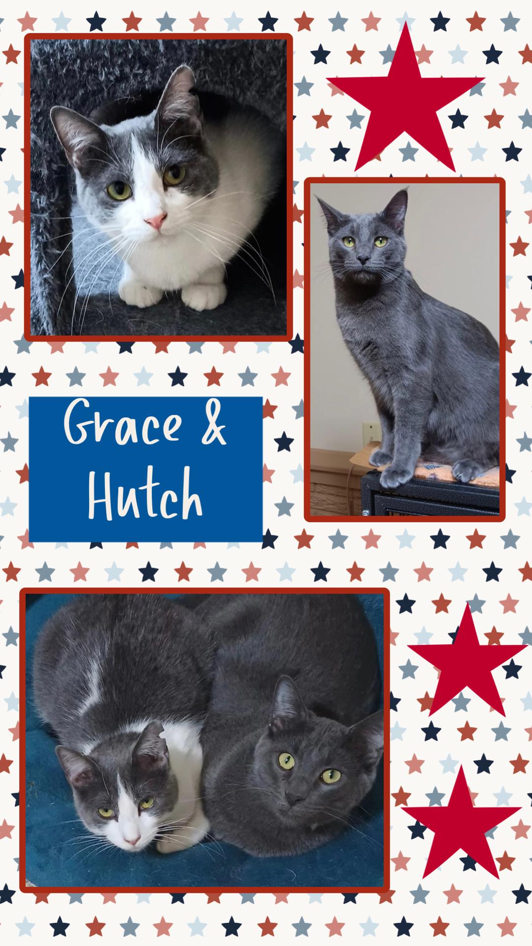 Enlarge Grace & Hutch, a Adoptable Domestic Short Hair in Kearney, NE image 1/2