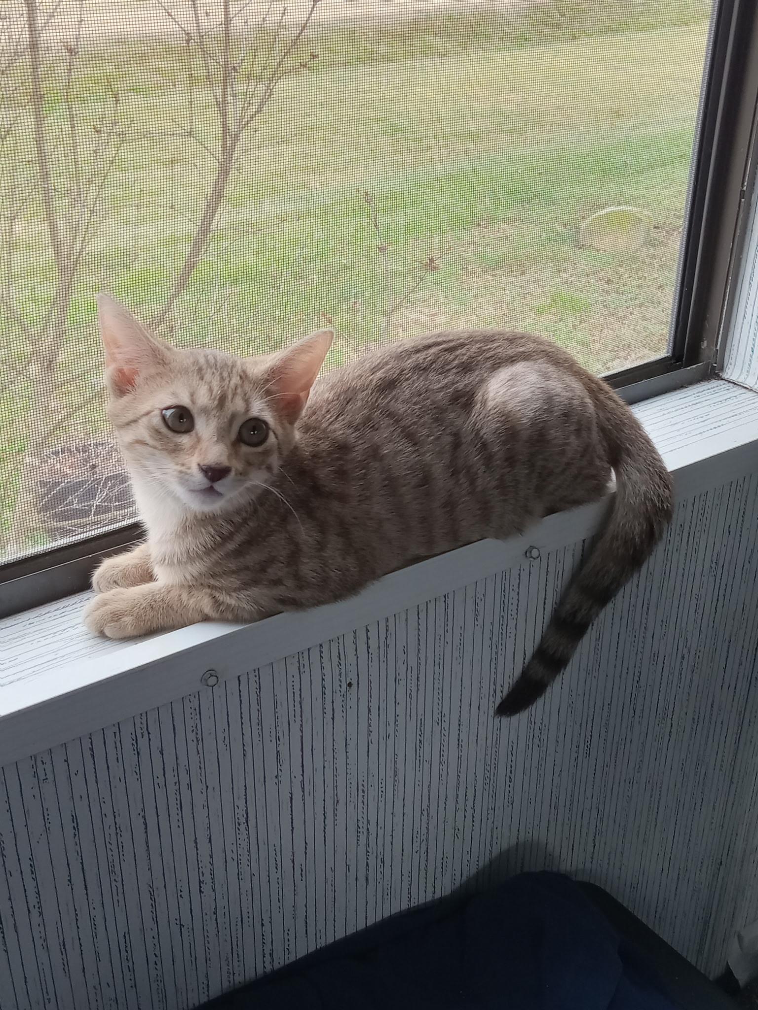 Enlarge Ginger, an adopted Tabby in Charlotte, NC image 3/4