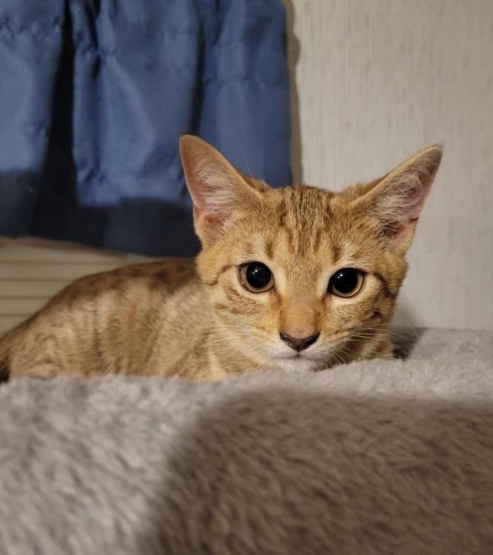 Enlarge Ginger, an adopted Tabby in Charlotte, NC image 1/4