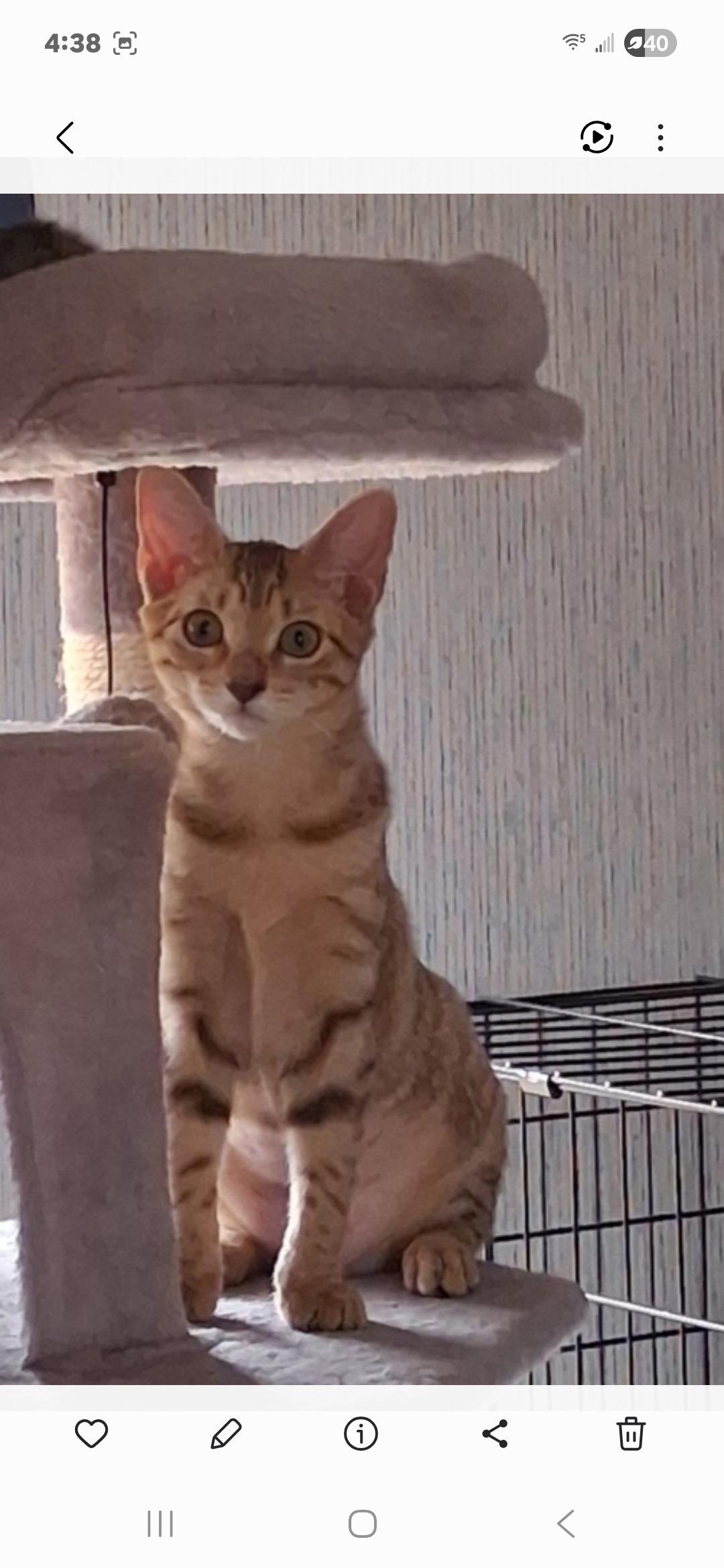 Enlarge Ginger, an adopted Tabby in Charlotte, NC image 4/4