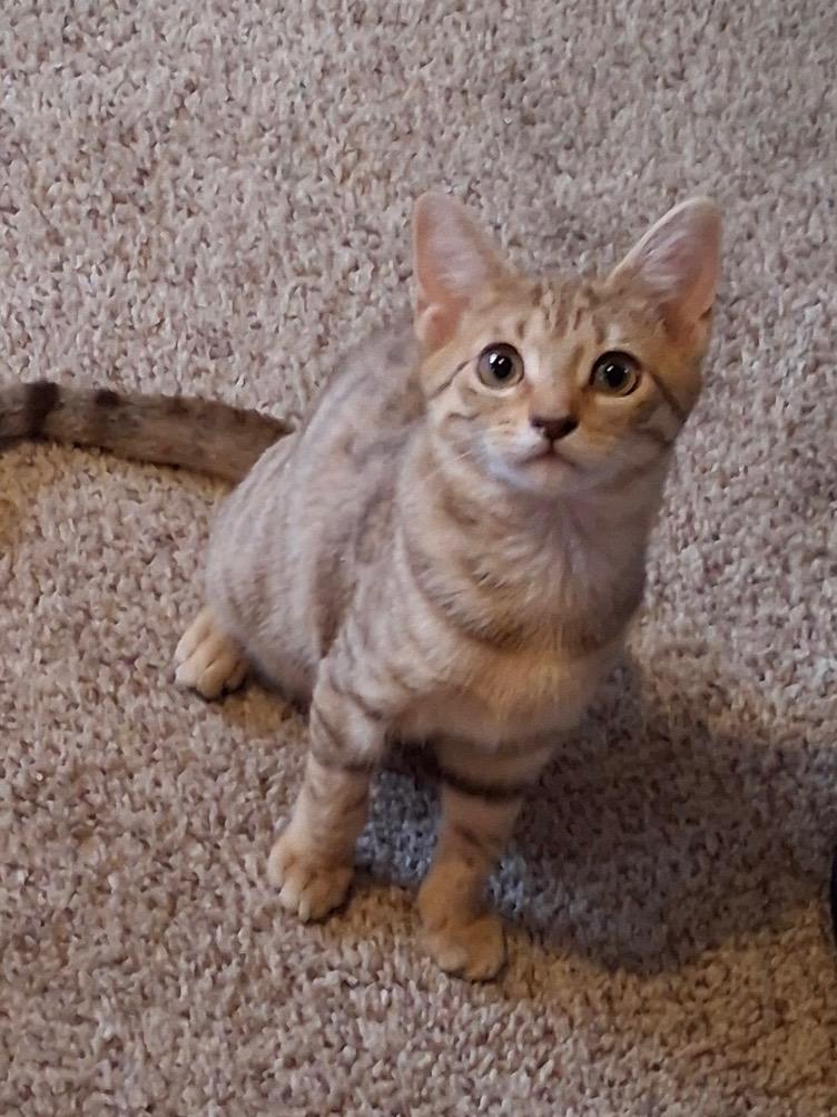 Ginger & Titan, ADOPTABLE, Young Female Tabby.