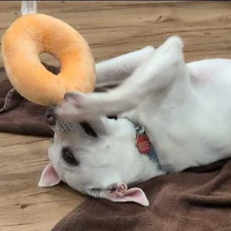 Edmund, Adoptable, Puppy Male Pug & Husky.