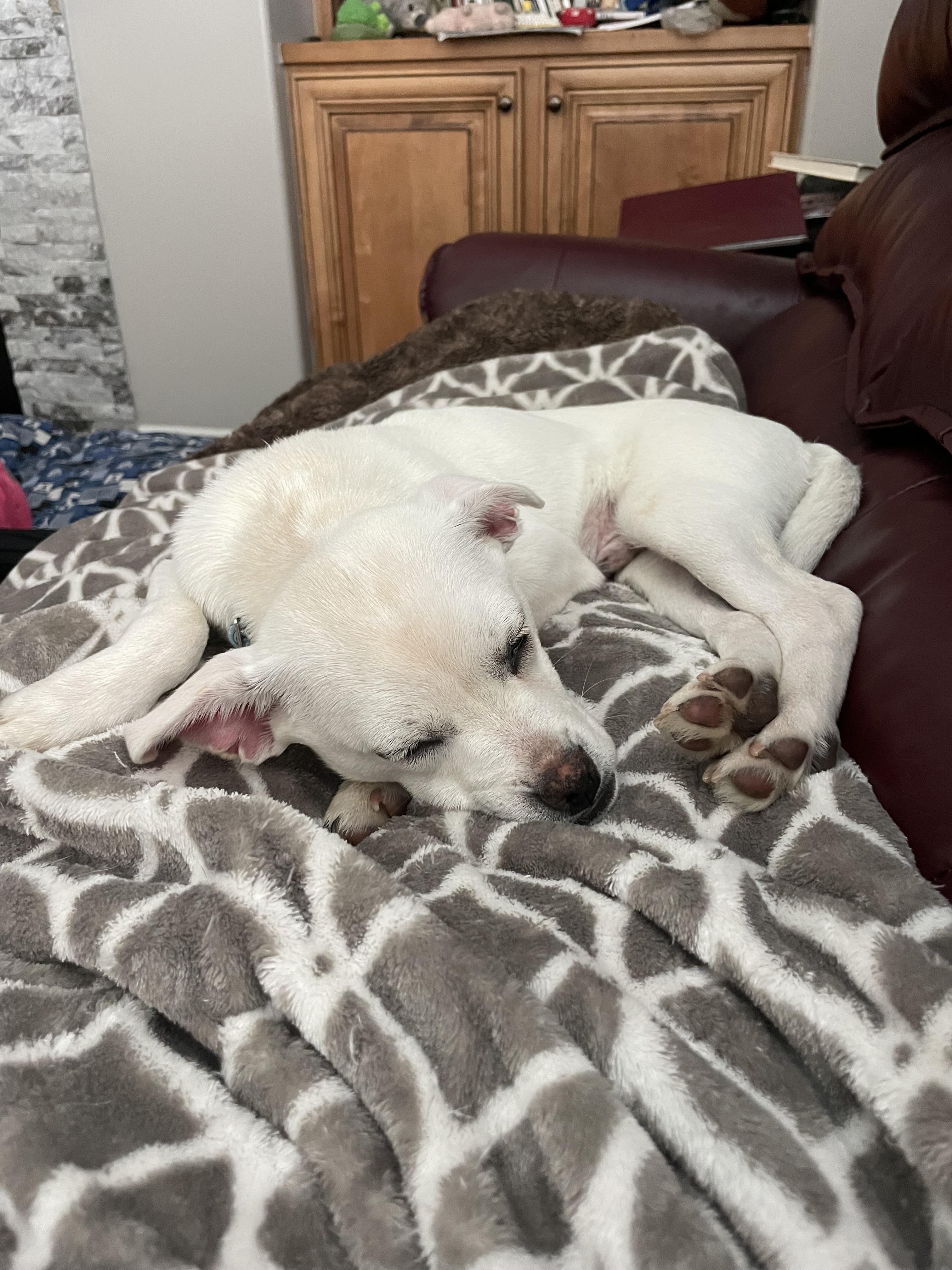 Edmund, a Adoptable mixed breed in West Valley, UT image 1/2