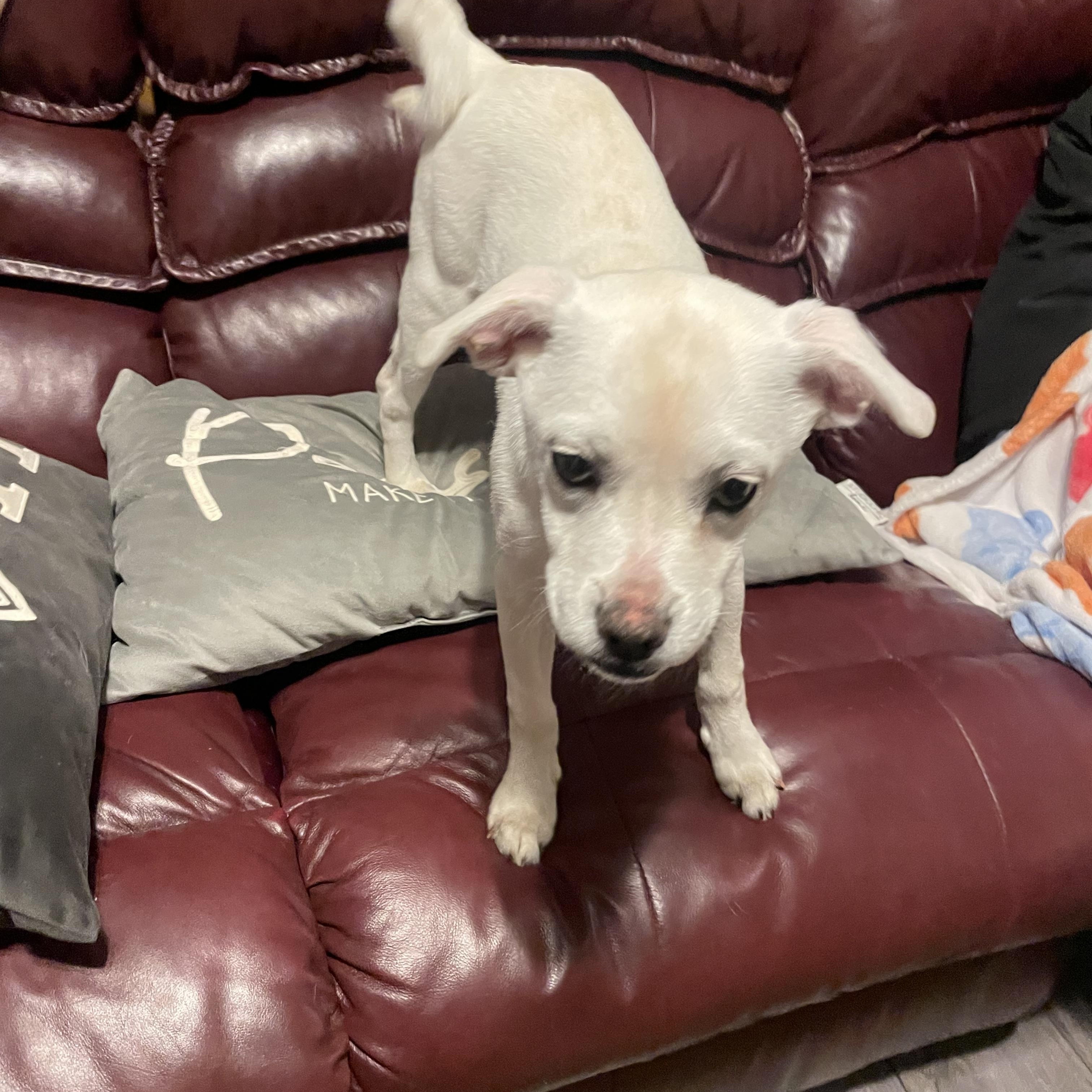 Edmund, Adoptable, Puppy Male Pug & Husky.