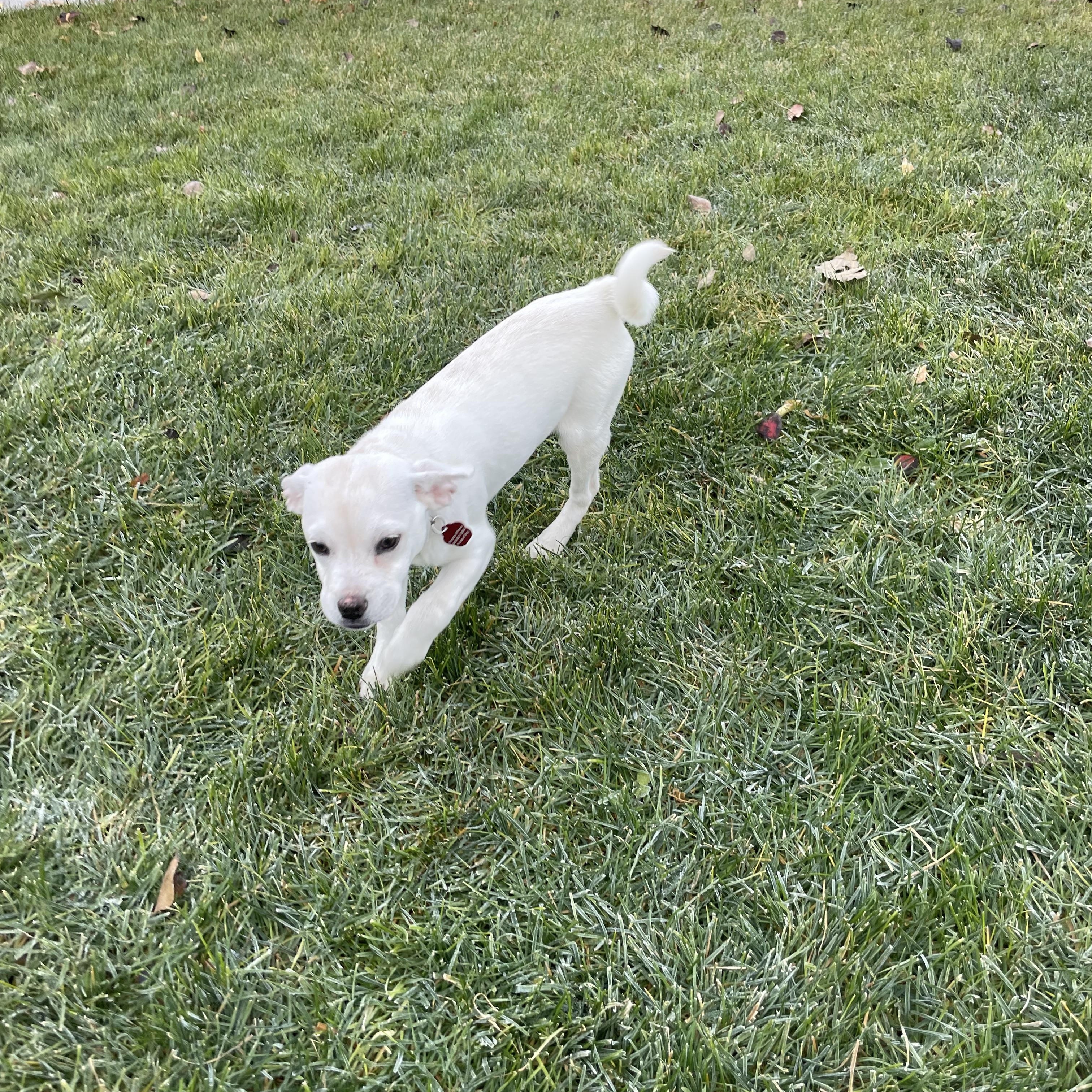 Edmund, a Adoptable mixed breed in West Valley, UT image 2/2