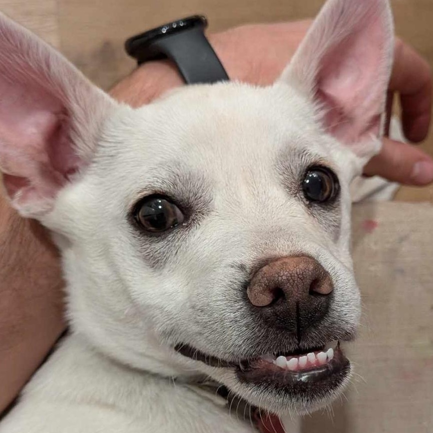 Edmund, a Adoptable mixed breed in West Valley, UT image 2/4