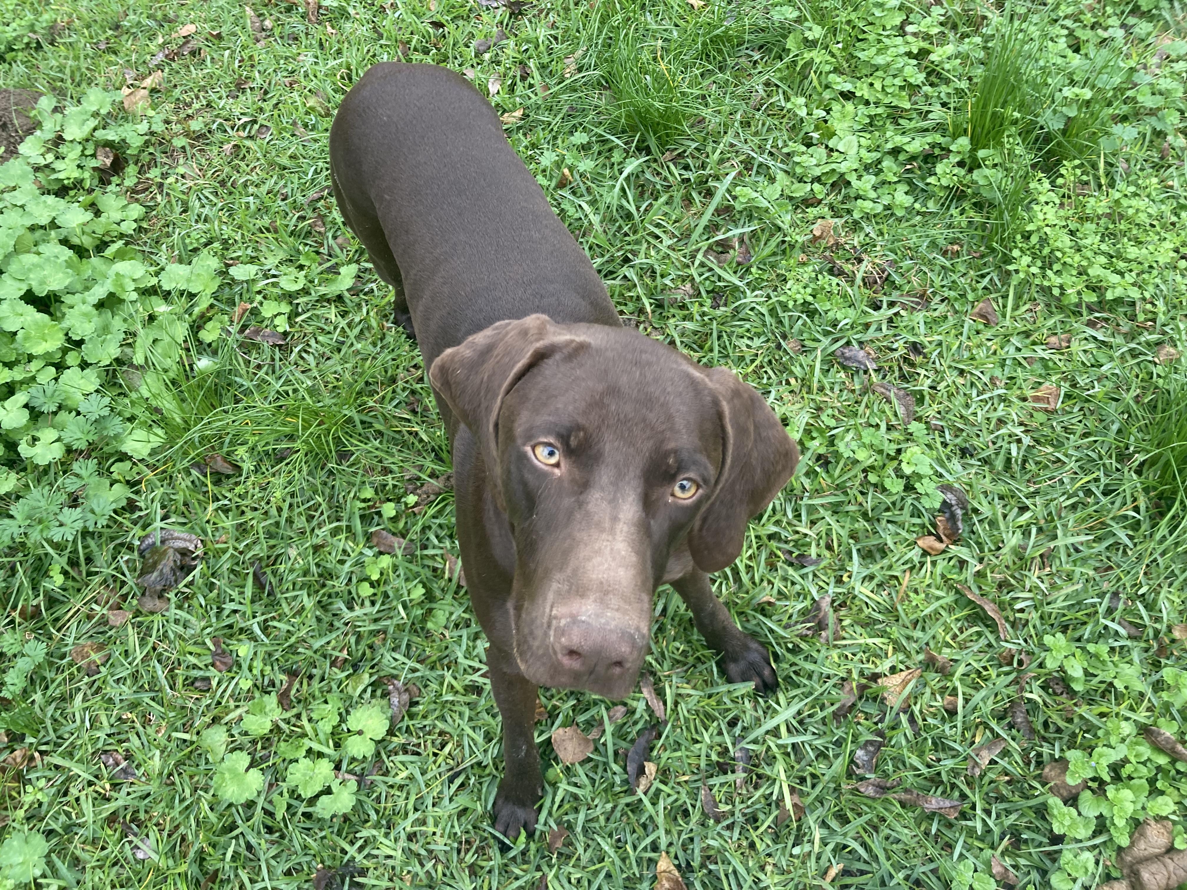 Enlarge Boudin, a Adopted mixed breed in Walker, LA image 1/3