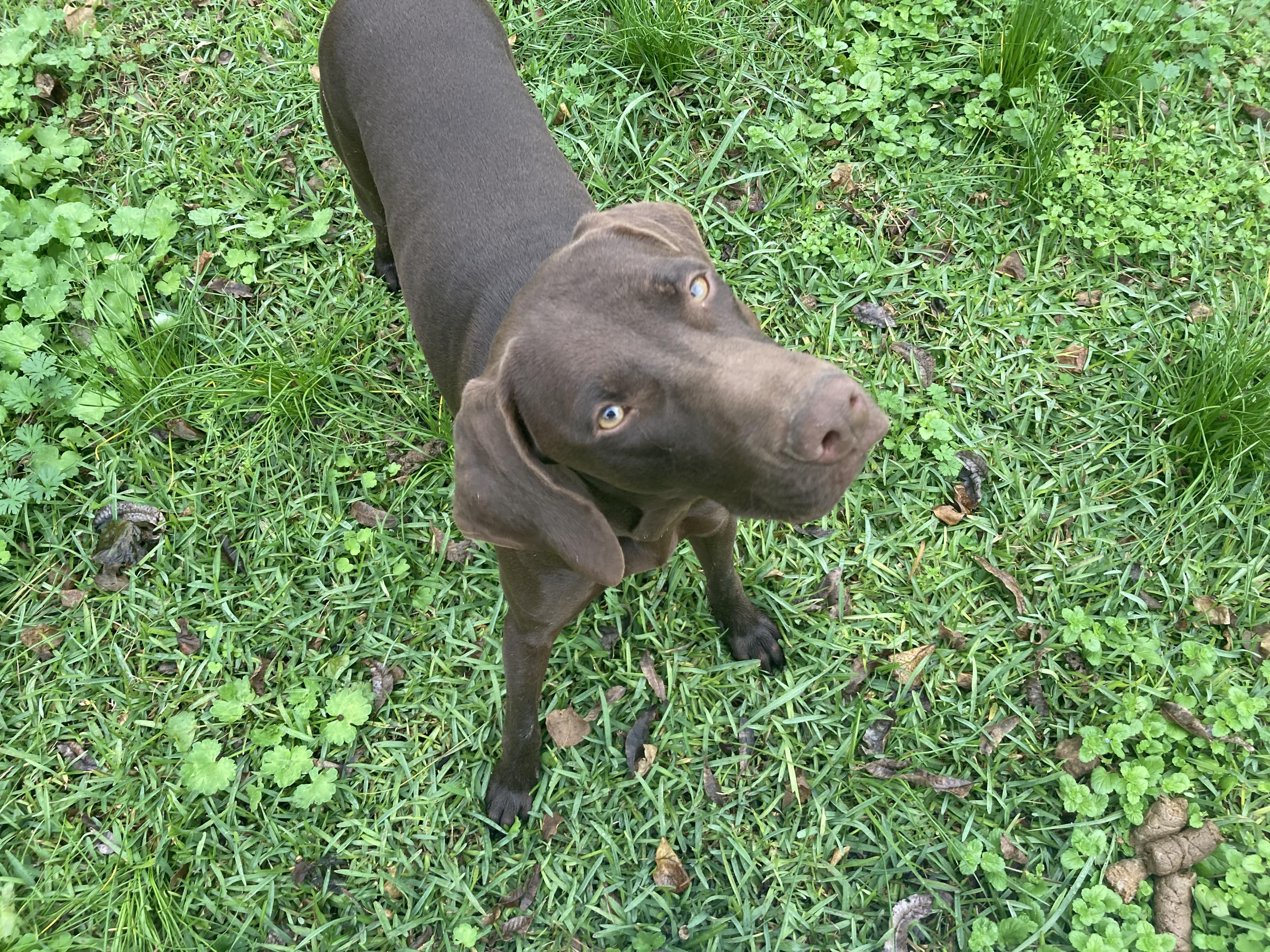 Enlarge Boudin, a Adopted mixed breed in Walker, LA image 2/3