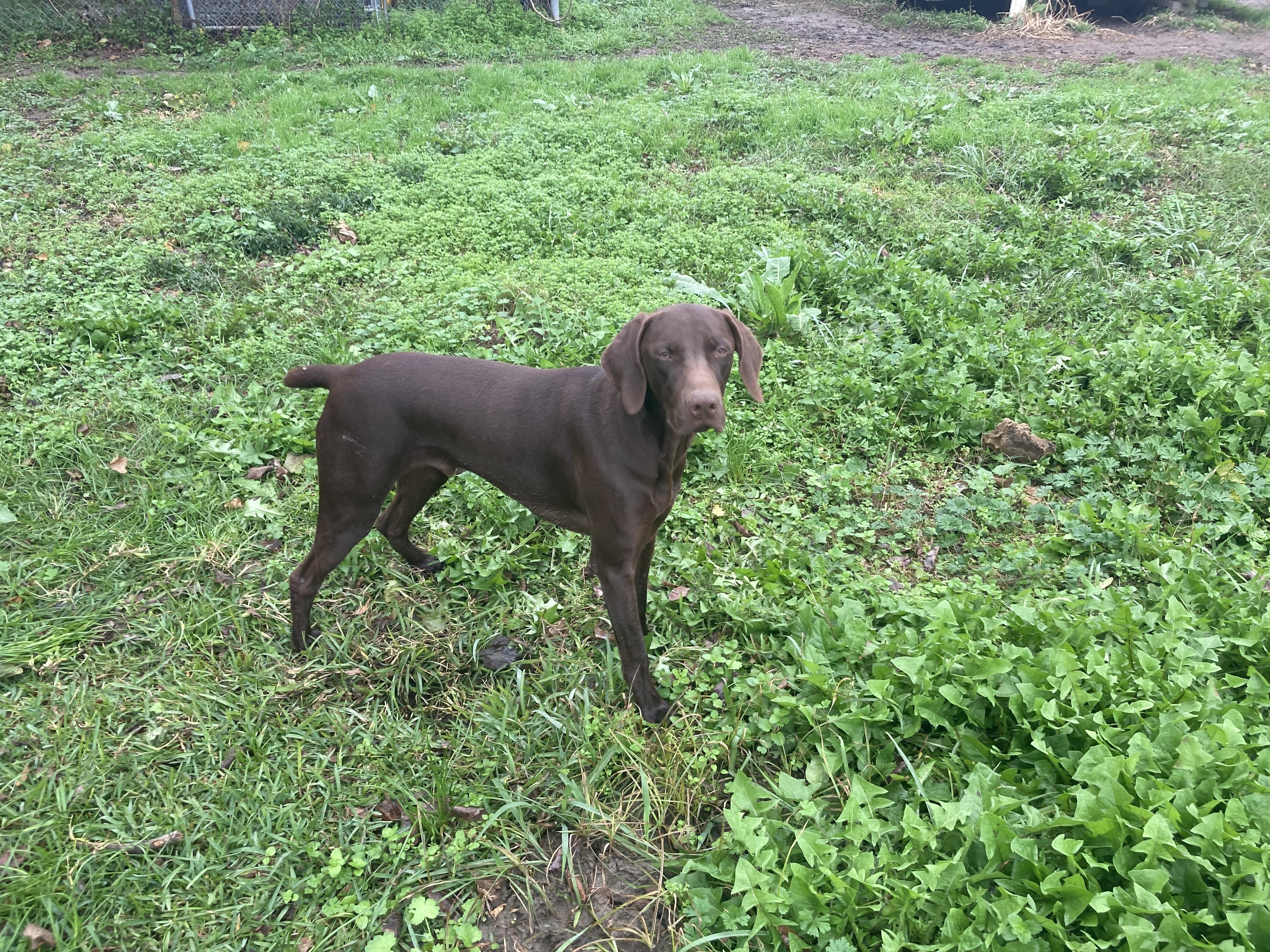 Enlarge Boudin, a Adopted mixed breed in Walker, LA image 3/3