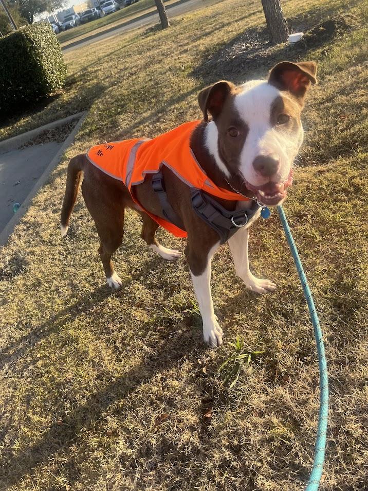 Hendrix* A193070, Adoptable, Adult Male Pit Bull Terrier.