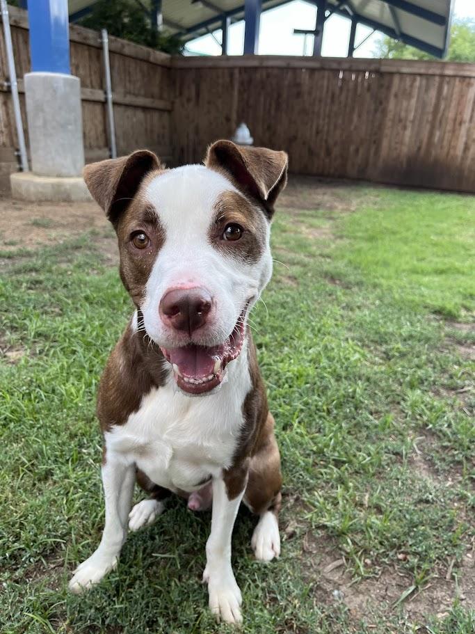 Hendrix* A193070, Adoptable, Adult Male Pit Bull Terrier.