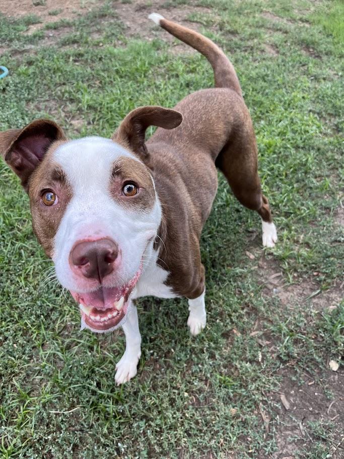 Enlarge Hendrix* A193070, a Adoptable mixed breed in Plano, TX image 6/6