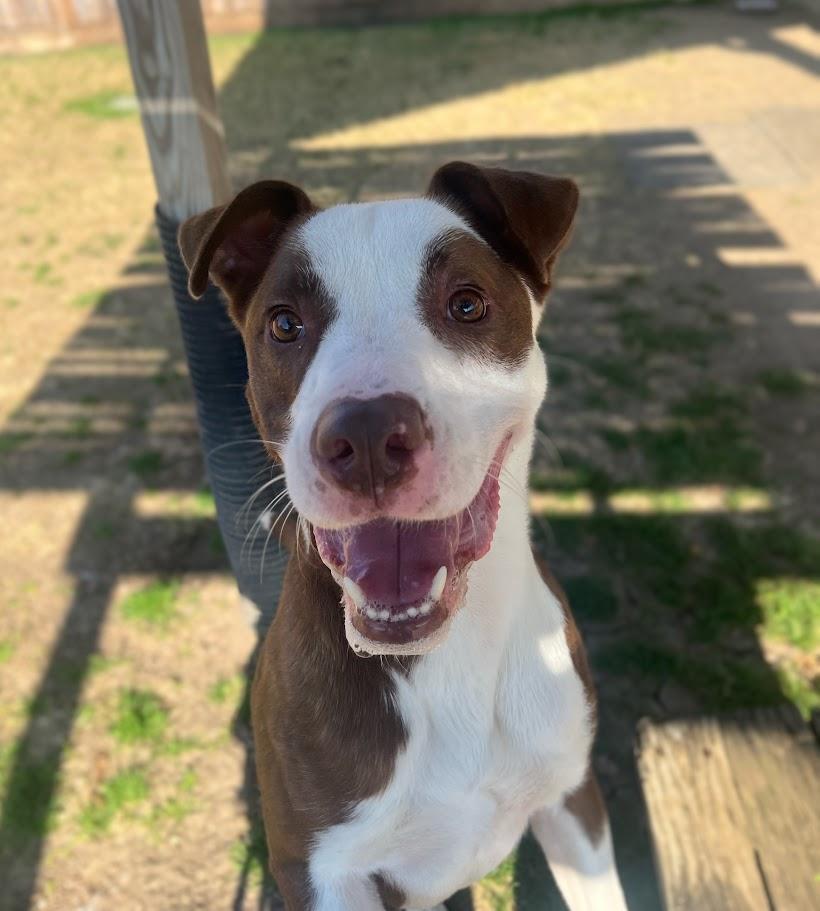 Enlarge Hendrix* A193070, a Adoptable mixed breed in Plano, TX image 2/6