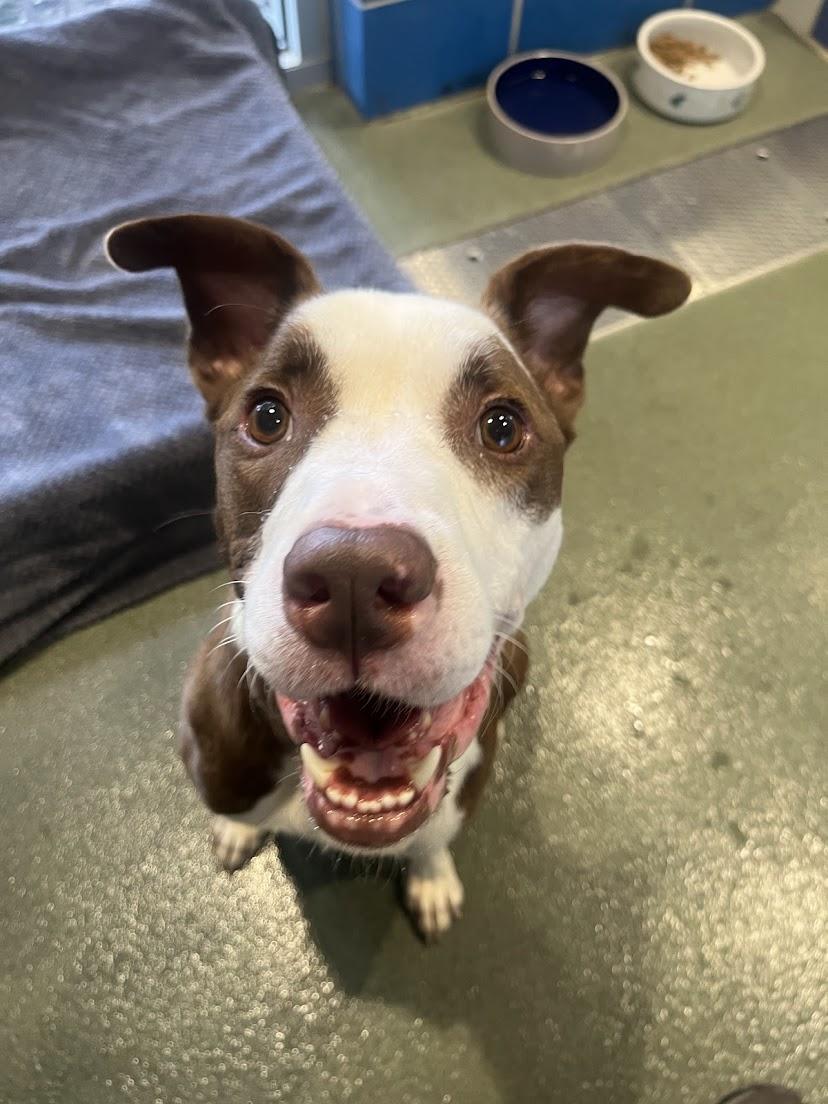 Enlarge Hendrix* A193070, a Adoptable mixed breed in Plano, TX image 2/6