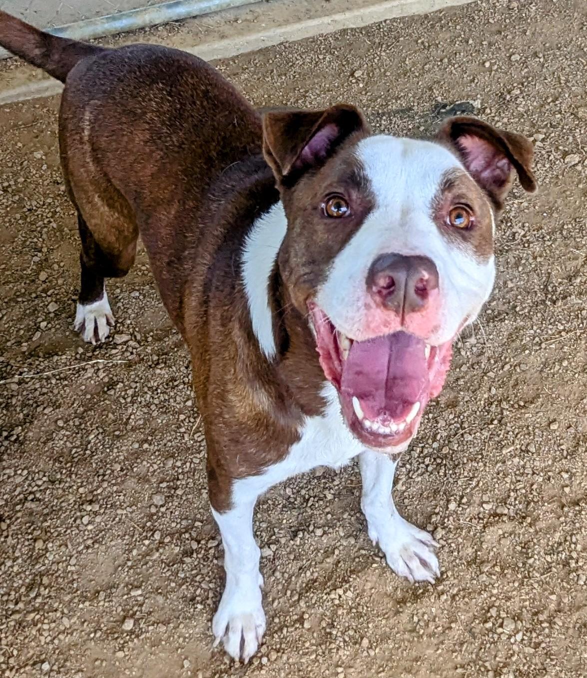 Enlarge Hendrix* A193070, a Adoptable mixed breed in Plano, TX image 4/6