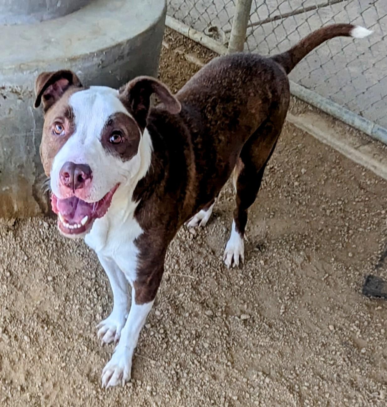 Enlarge Hendrix* A193070, a Adoptable mixed breed in Plano, TX image 5/6