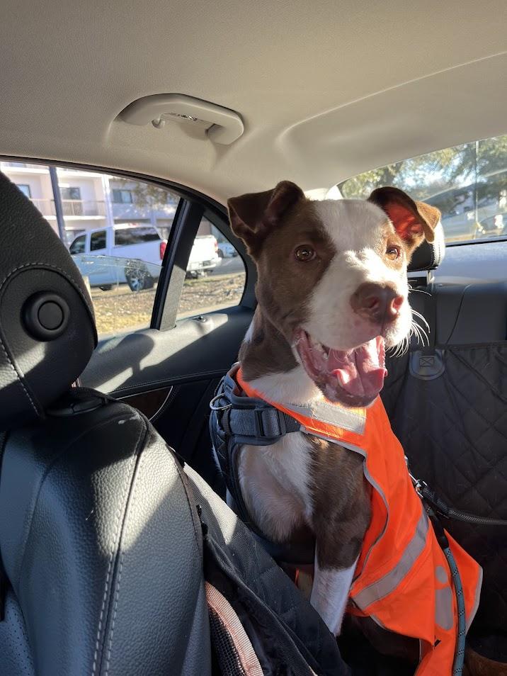 Hendrix* A193070, a Adoptable mixed breed in Plano, TX image 5/6