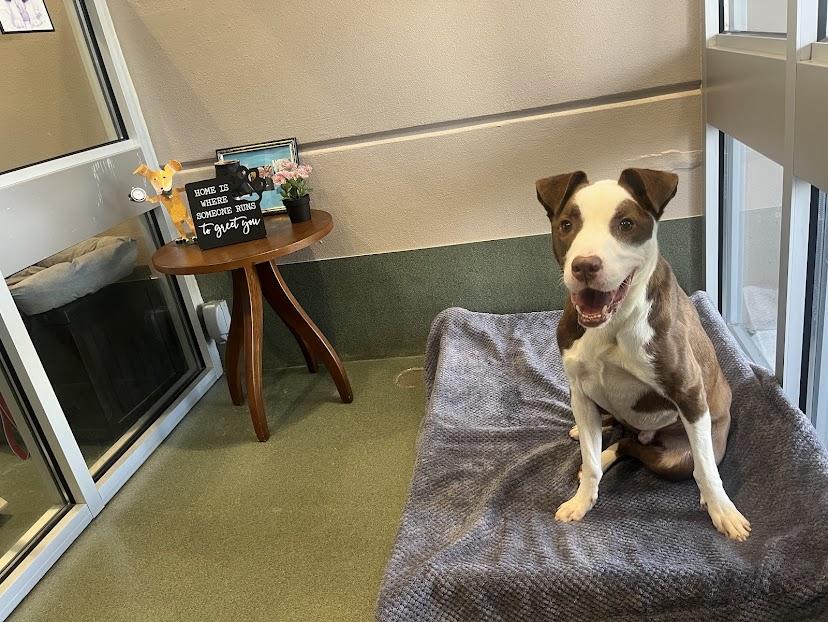 Hendrix* A193070, Adoptable, Adult Male Pit Bull Terrier.