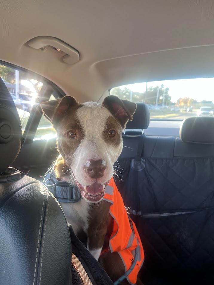 Hendrix* A193070, a Adoptable mixed breed in Plano, TX image 6/6