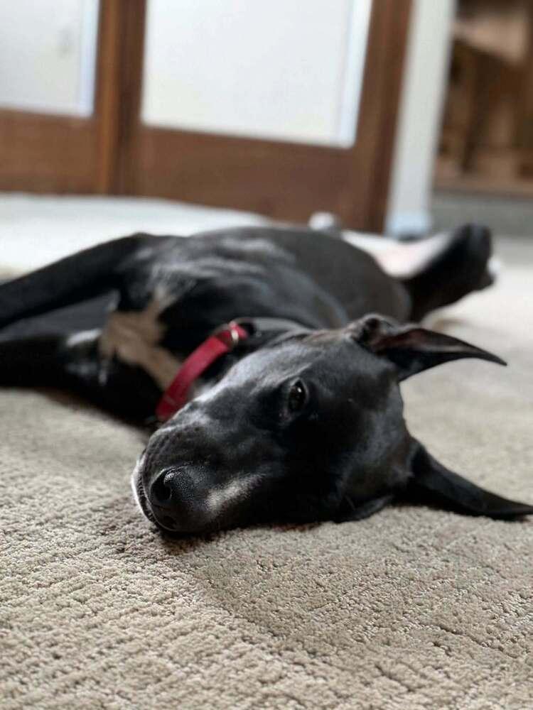 Louie, Adoptable, Young Male Shepherd.