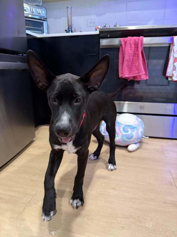 Enlarge Louie, a Adoptable mixed breed in Aurora, CO image 2/6