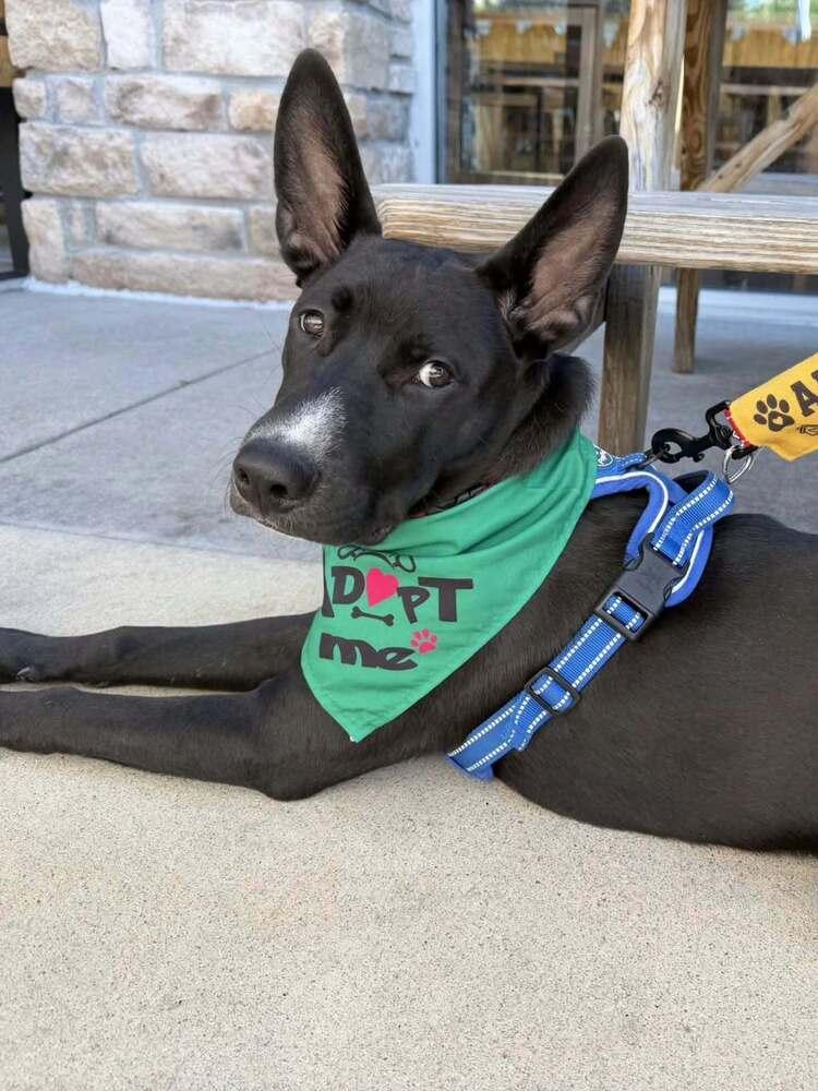 Enlarge Louie, a Adoptable mixed breed in Aurora, CO image 6/6