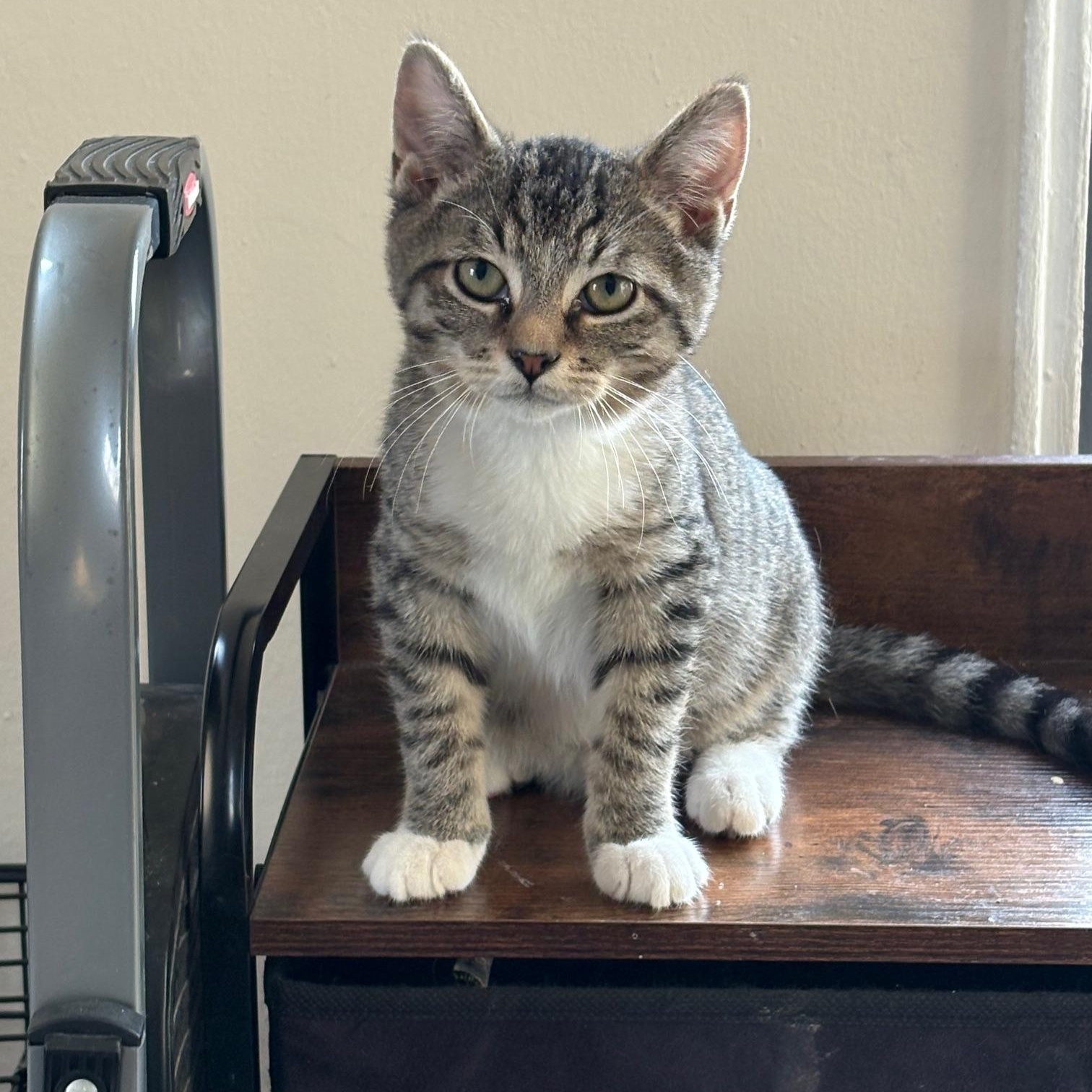 Enlarge Dallas, a ADOPTABLE Domestic Short Hair in Brooklyn, NY image 2/2