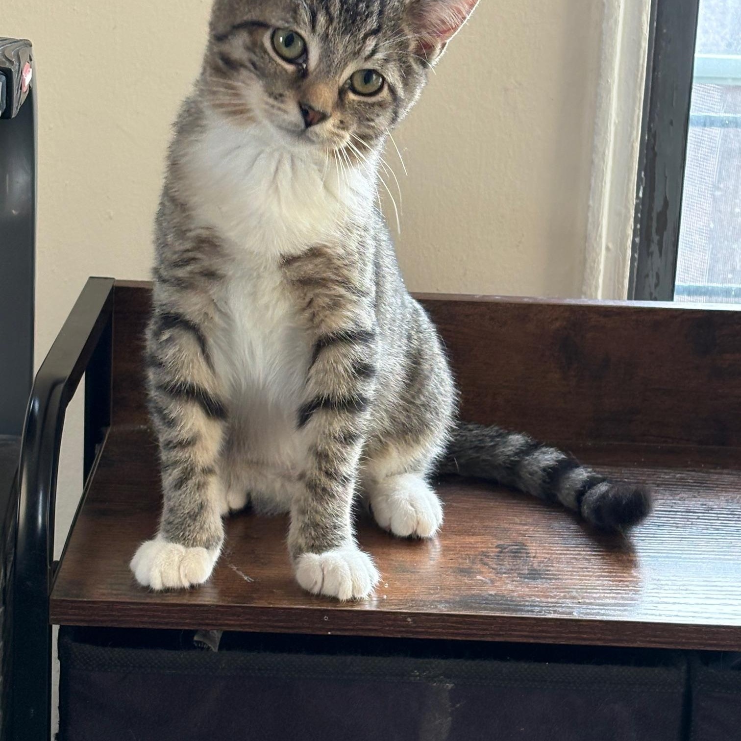 Enlarge Dallas, a ADOPTABLE Domestic Short Hair in Brooklyn, NY image 1/2