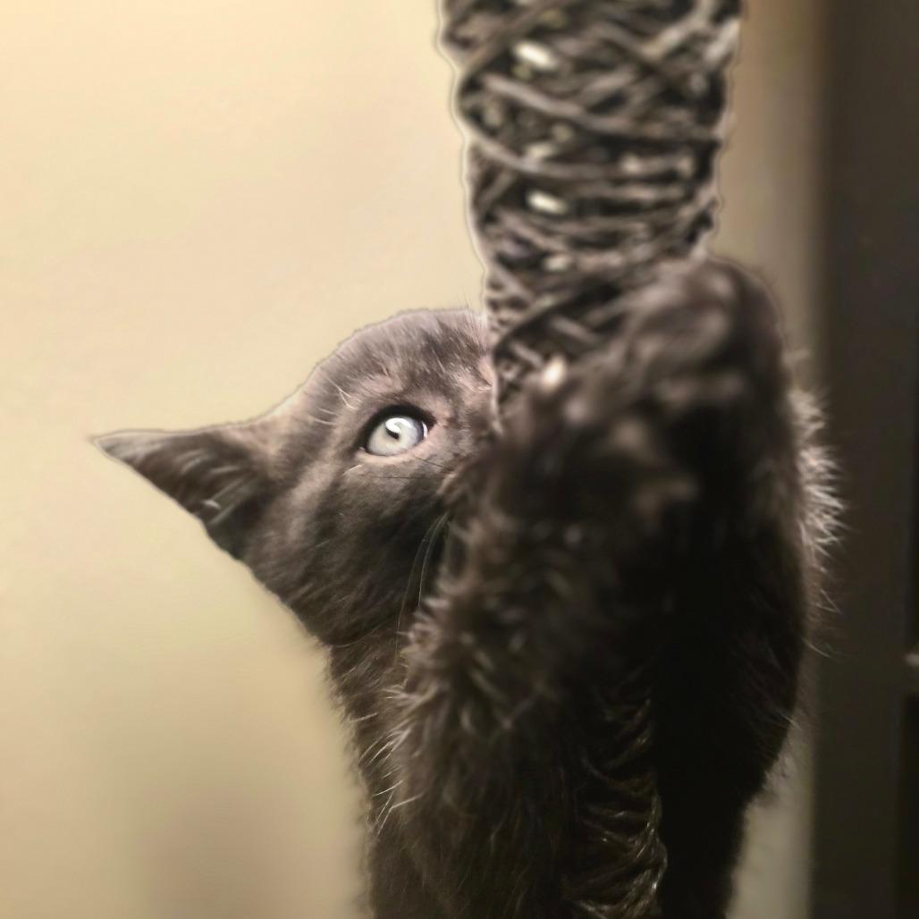 Enlarge Ahsoka, a Adoptable Domestic Short Hair in Huntsville, AL image 1/6