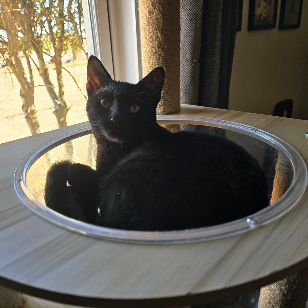 Enlarge Ahsoka, a Adoptable Domestic Short Hair in Huntsville, AL image 2/6