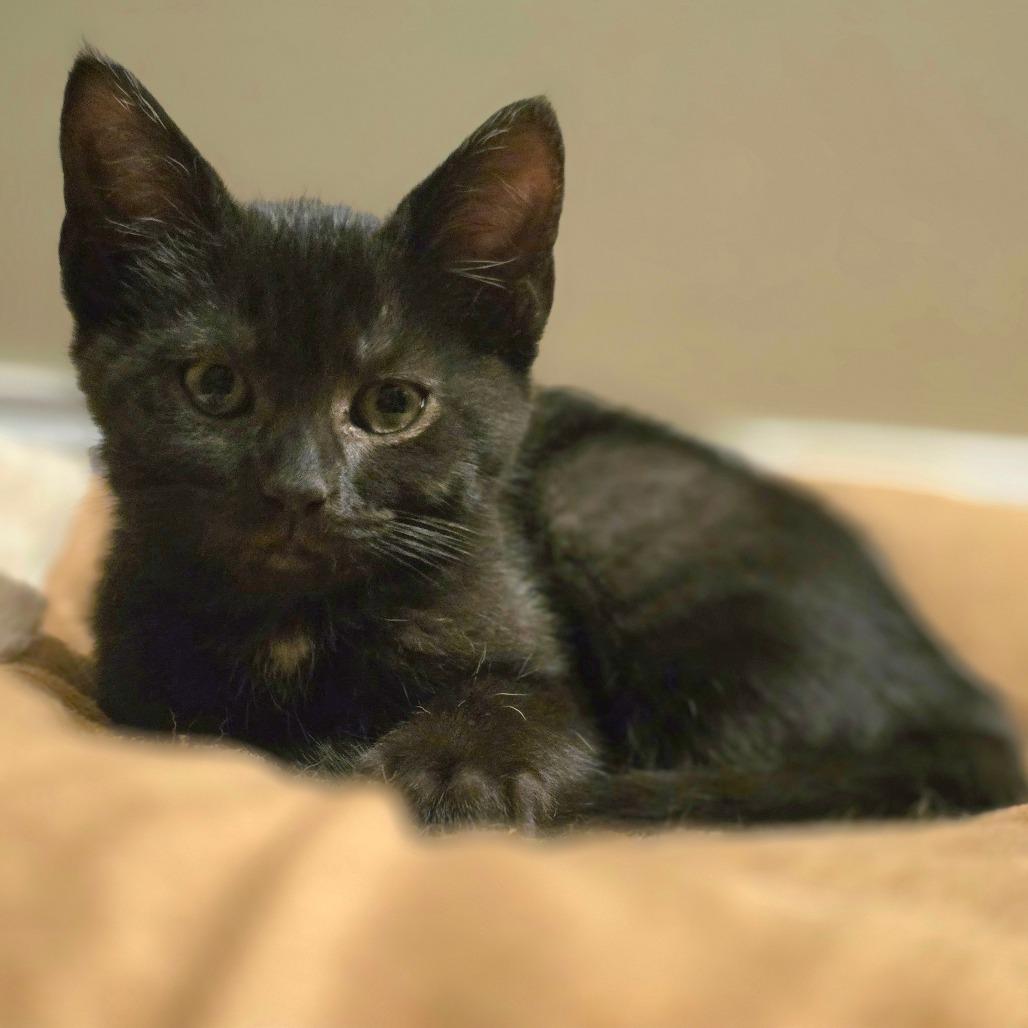 Enlarge Ahsoka, a Adoptable Domestic Short Hair in Huntsville, AL image 3/6