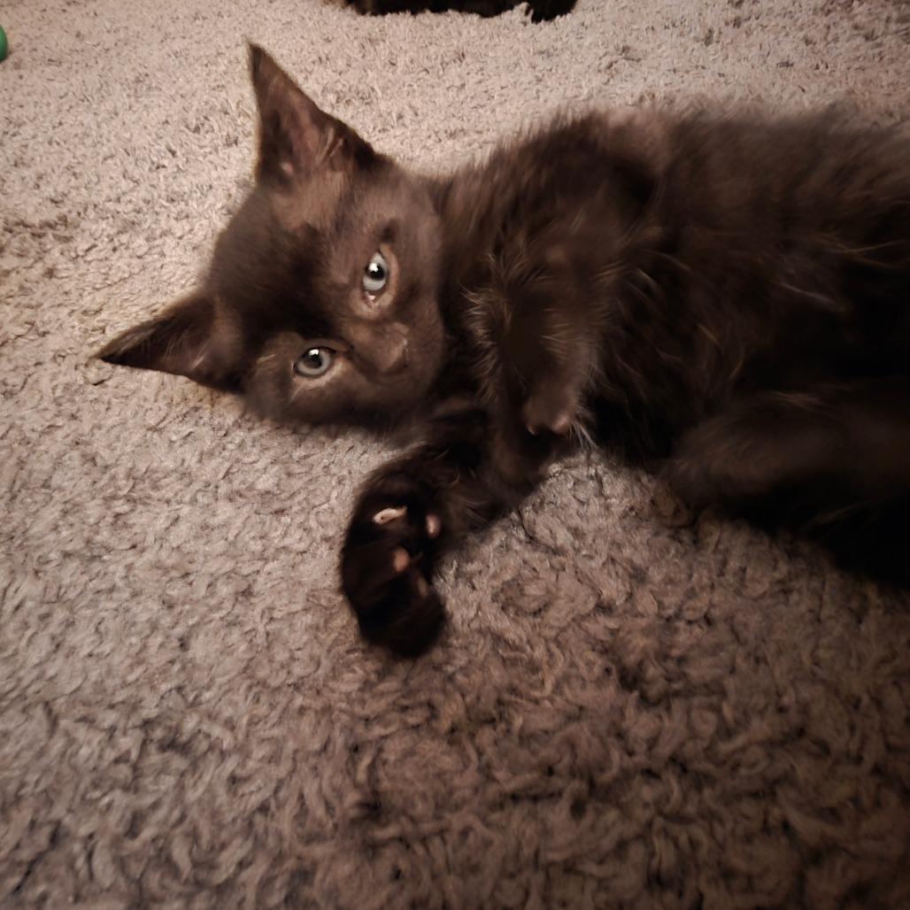 Enlarge Ahsoka, a Adoptable Domestic Short Hair in Huntsville, AL image 4/6