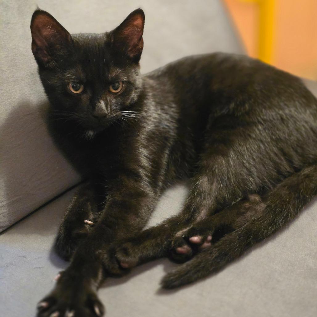 Enlarge Ahsoka, a Adoptable Domestic Short Hair in Huntsville, AL image 5/6