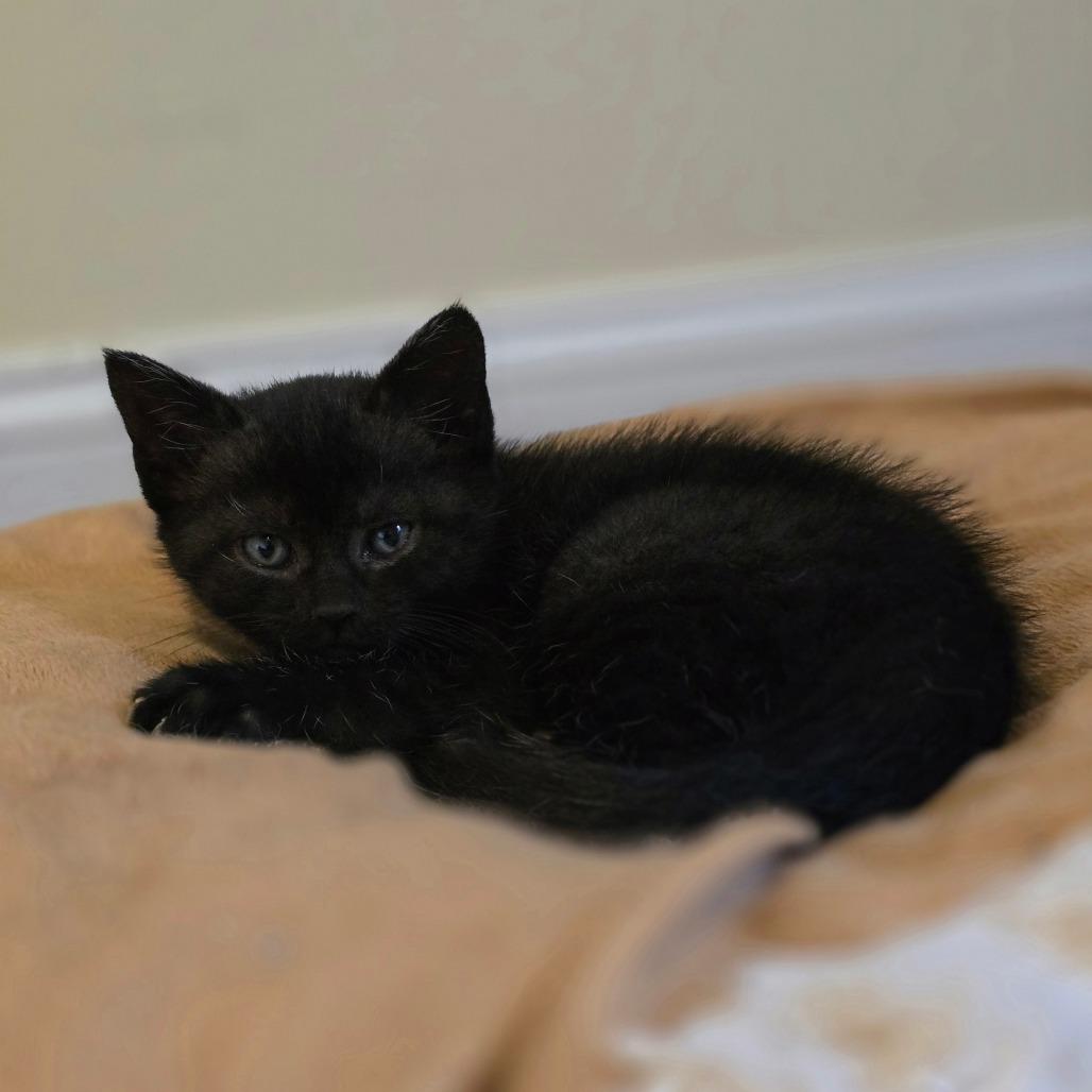 Enlarge Ahsoka, a Adoptable Domestic Short Hair in Huntsville, AL image 6/6