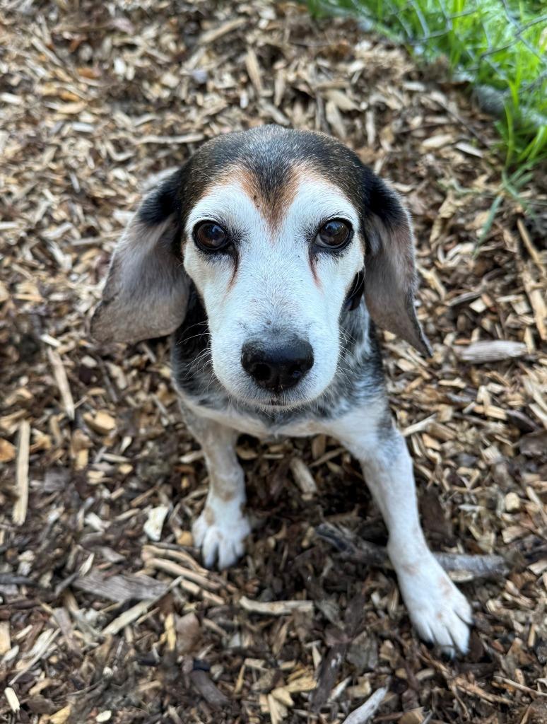 Enlarge MOLLY, a Adoptable mixed breed in Hastings, MI image 1/2