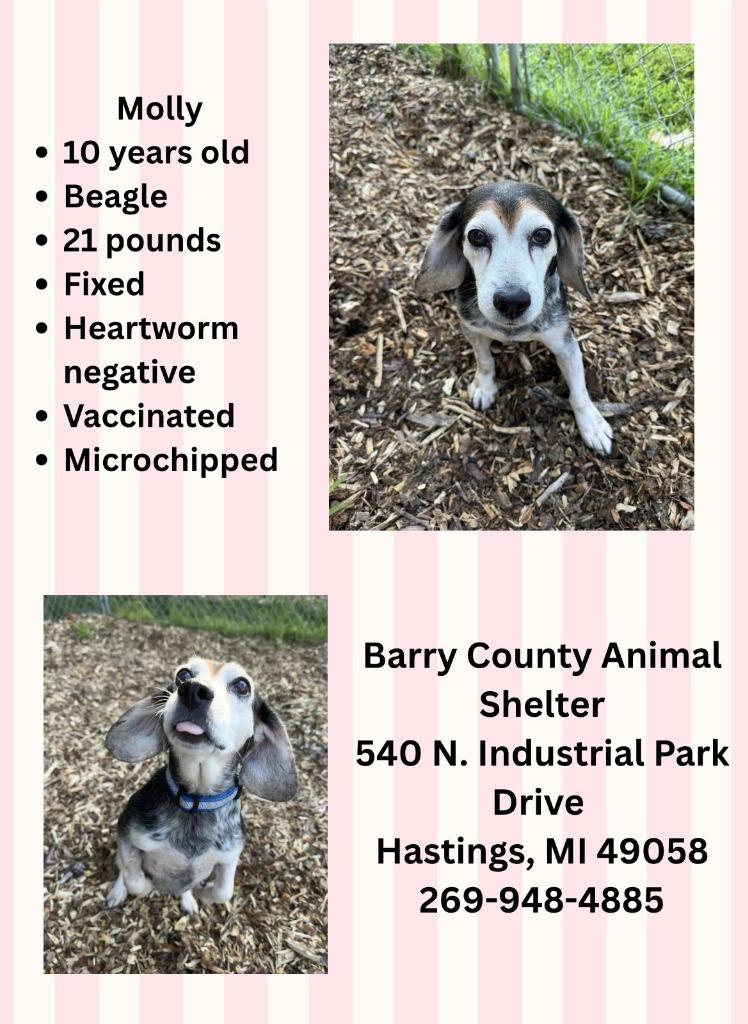 Enlarge MOLLY, a Adoptable mixed breed in Hastings, MI image 2/2