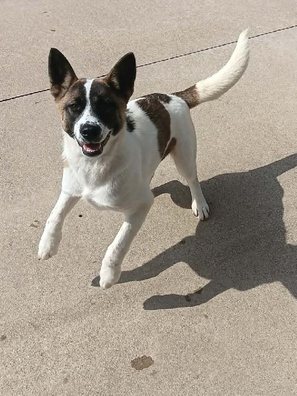 Enlarge Juniper, a Adoptable mixed breed in Aurora, IL image 5/6