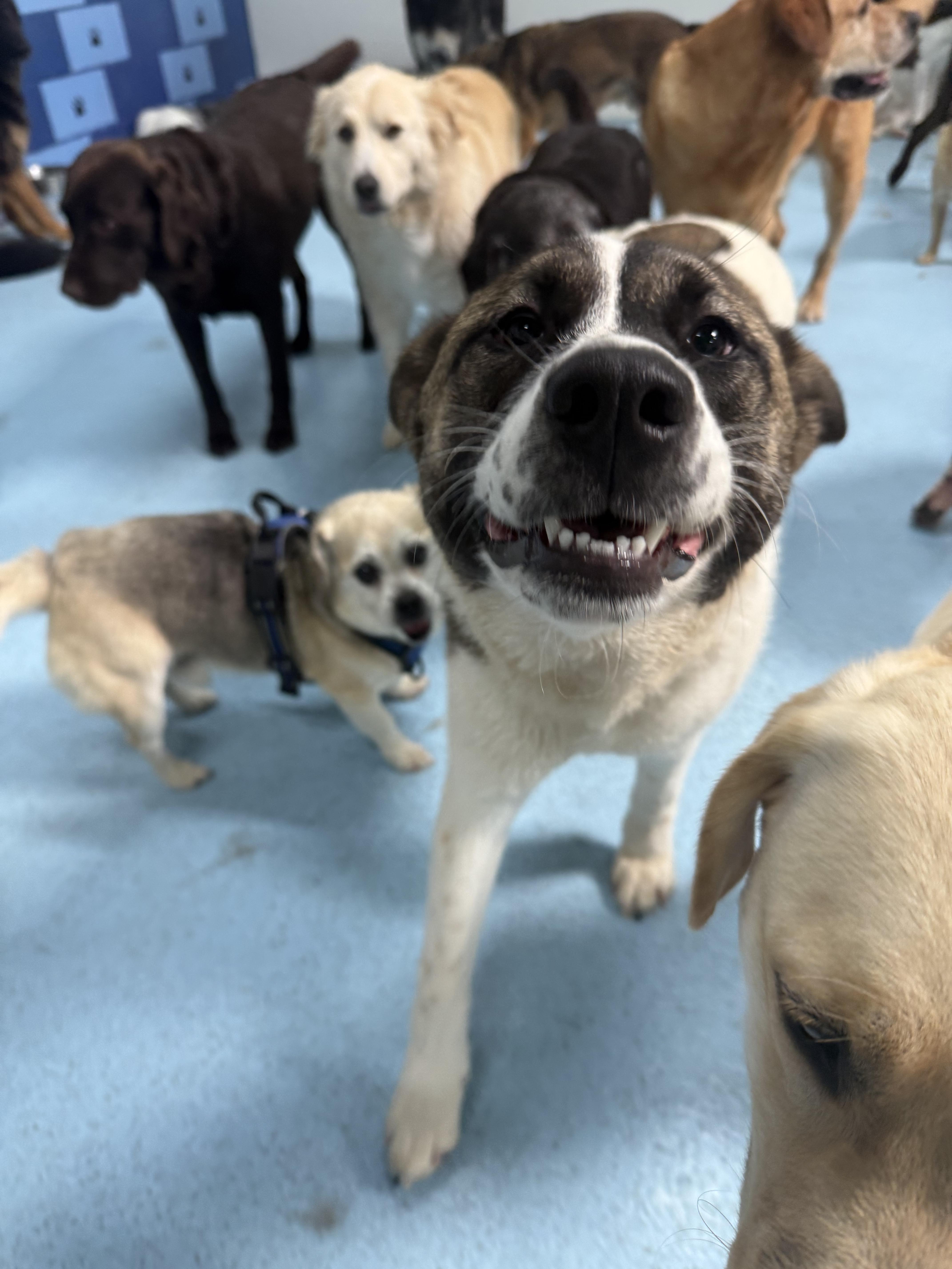 Enlarge Juniper, a Adoptable mixed breed in Aurora, IL image 2/6