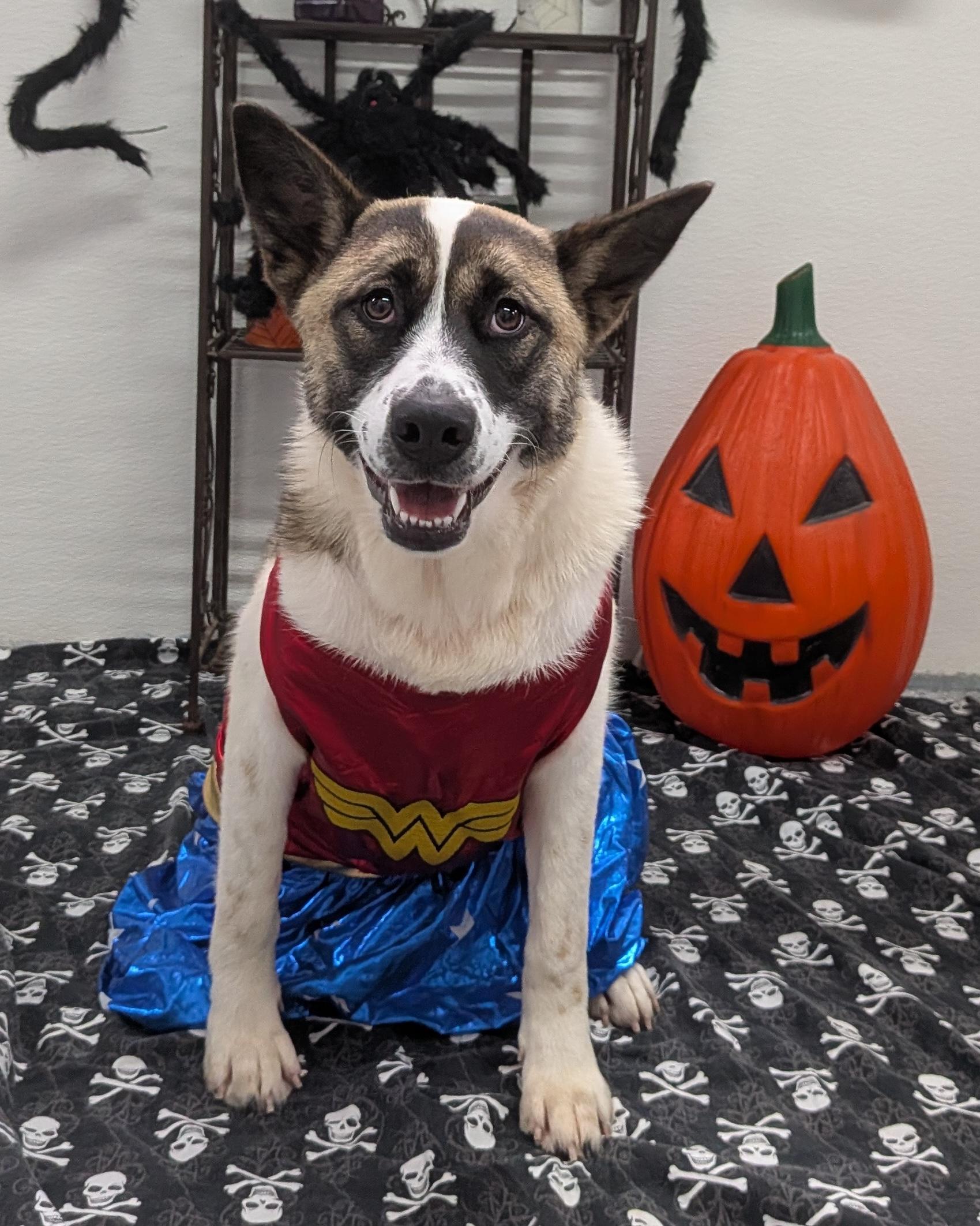 Enlarge Juniper, a Adoptable mixed breed in Aurora, IL image 2/6