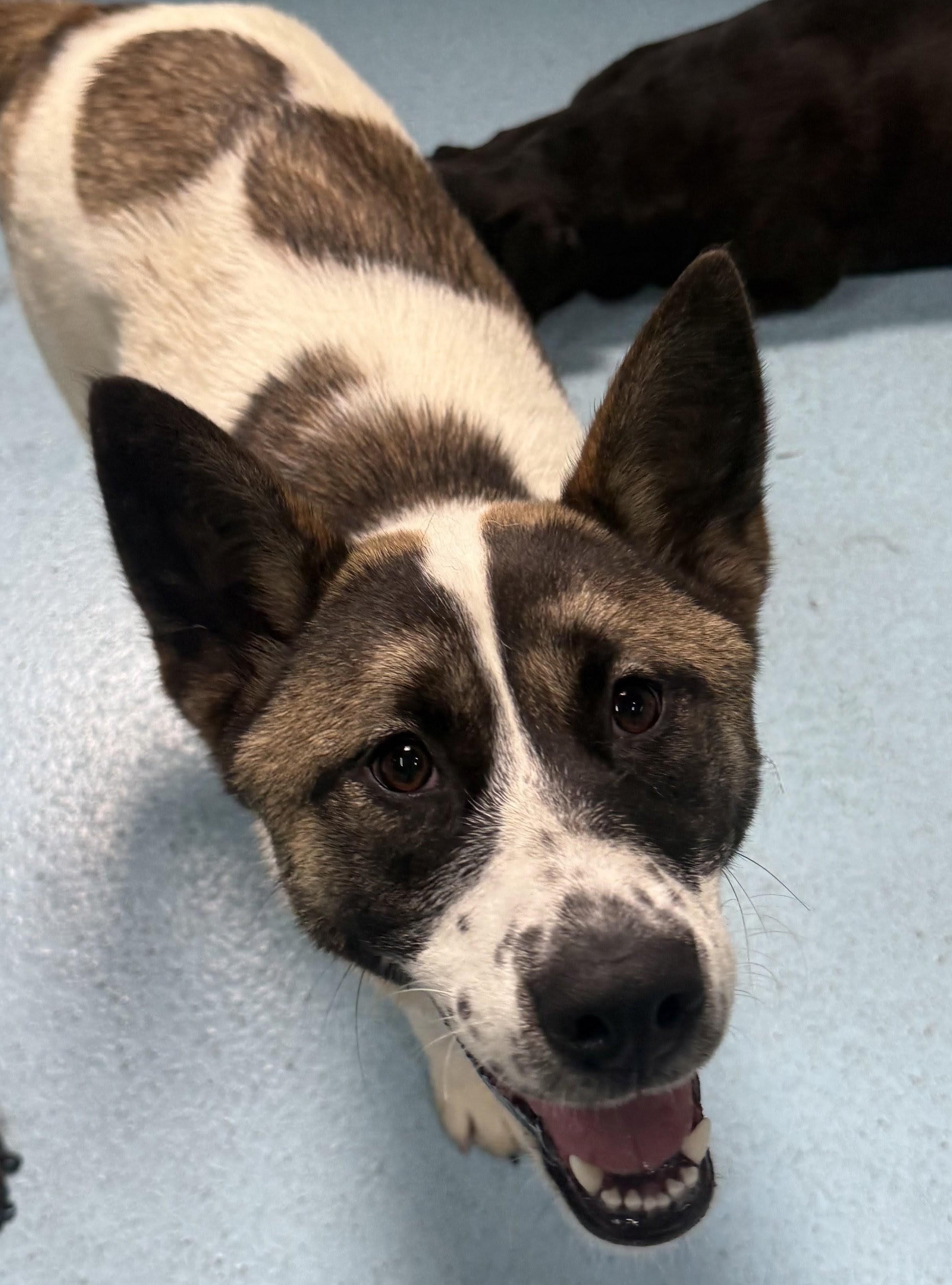 Enlarge Juniper, a Adoptable mixed breed in Aurora, IL image 3/6