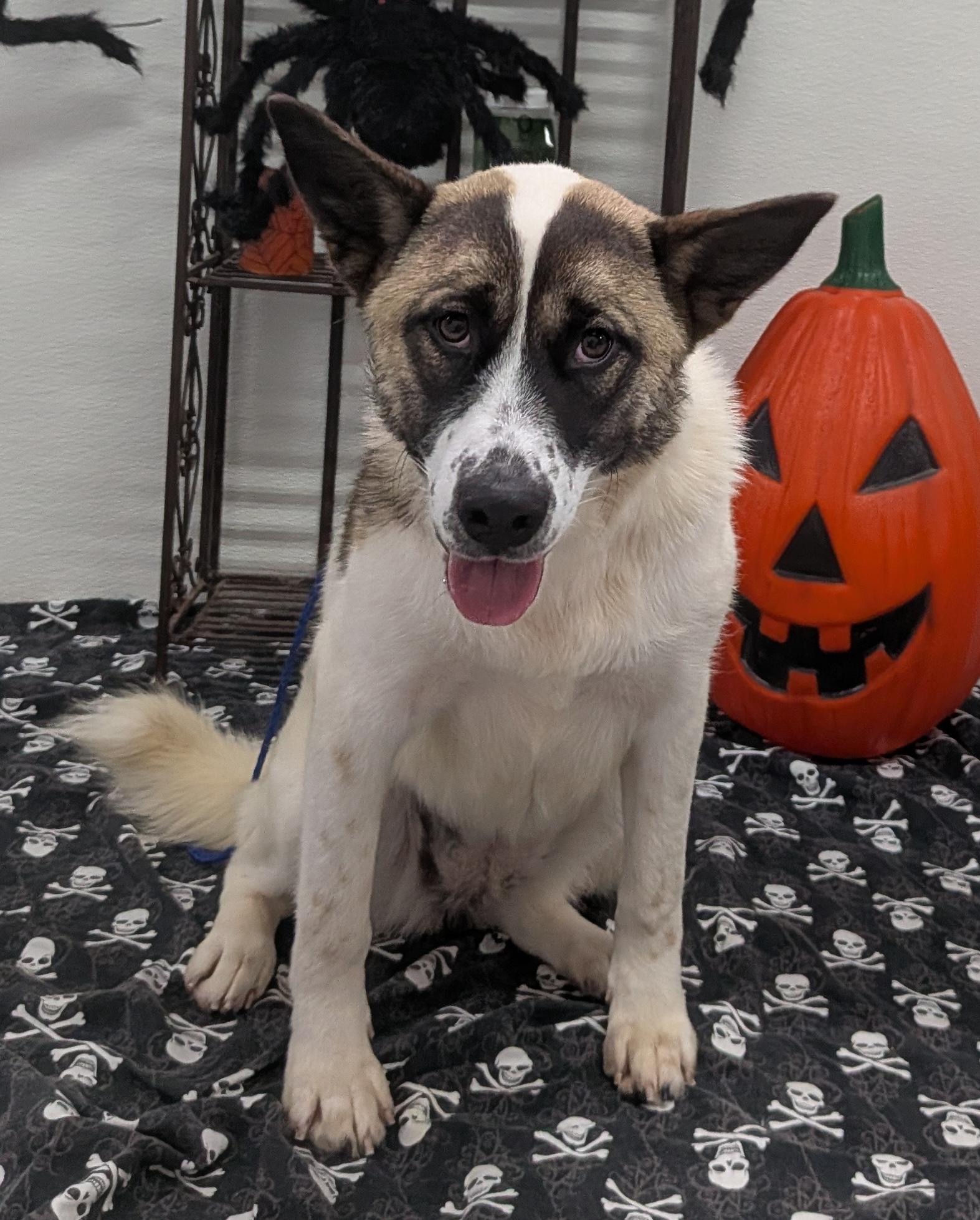 Enlarge Juniper, a Adoptable mixed breed in Aurora, IL image 3/6