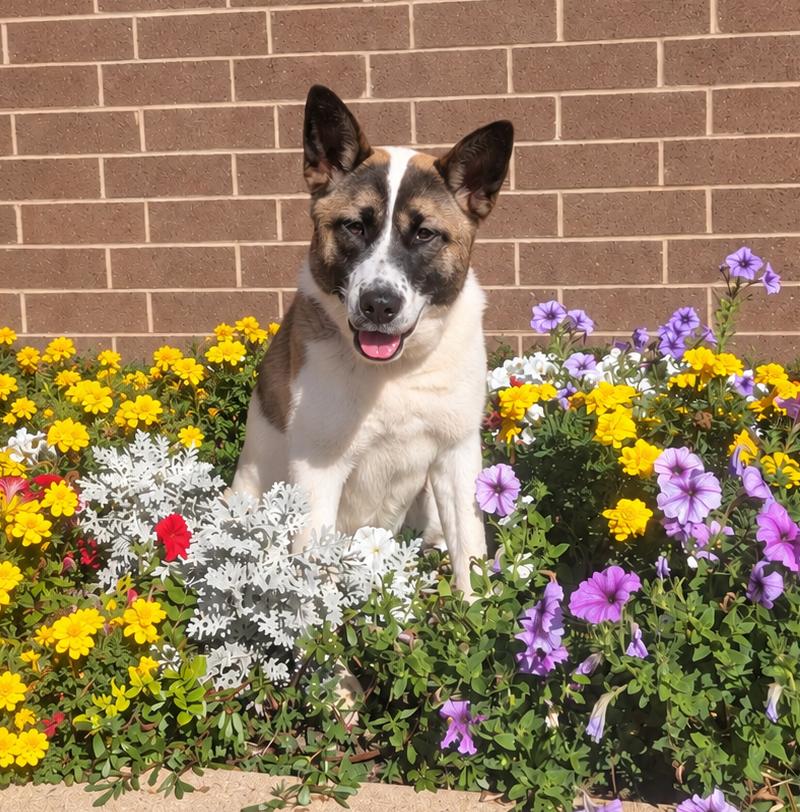 Enlarge Juniper, a Adoptable mixed breed in Aurora, IL image 1/6