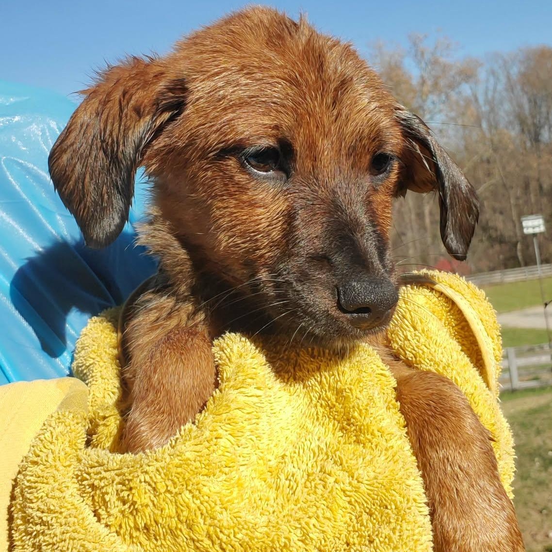 Enlarge Gracie, an adopted mixed breed in Goshen, KY image 1/1