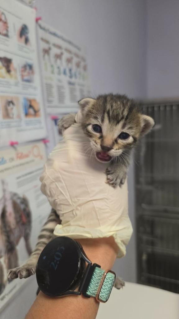 Ketchup, Adoptable, Kitten Male Domestic Short Hair.