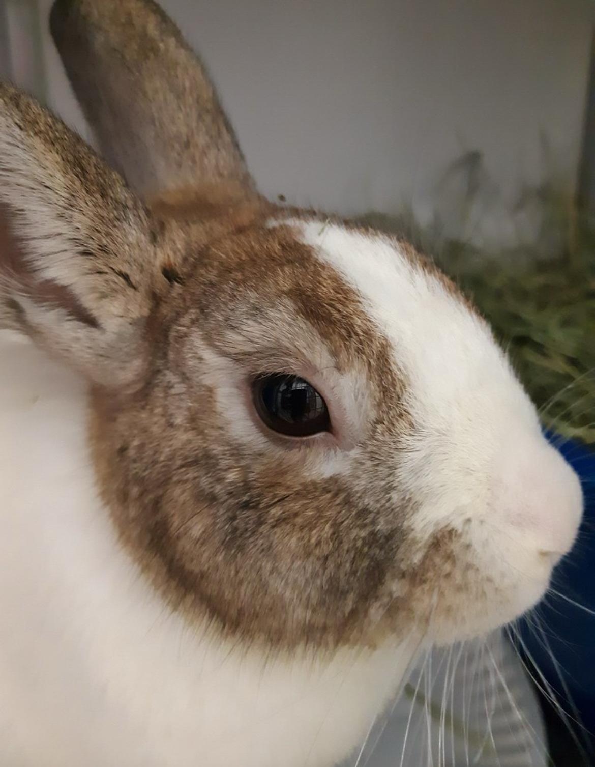 Enlarge Twyla & Maryland, a ADOPTABLE Dutch in Chicago, IL image 3/3