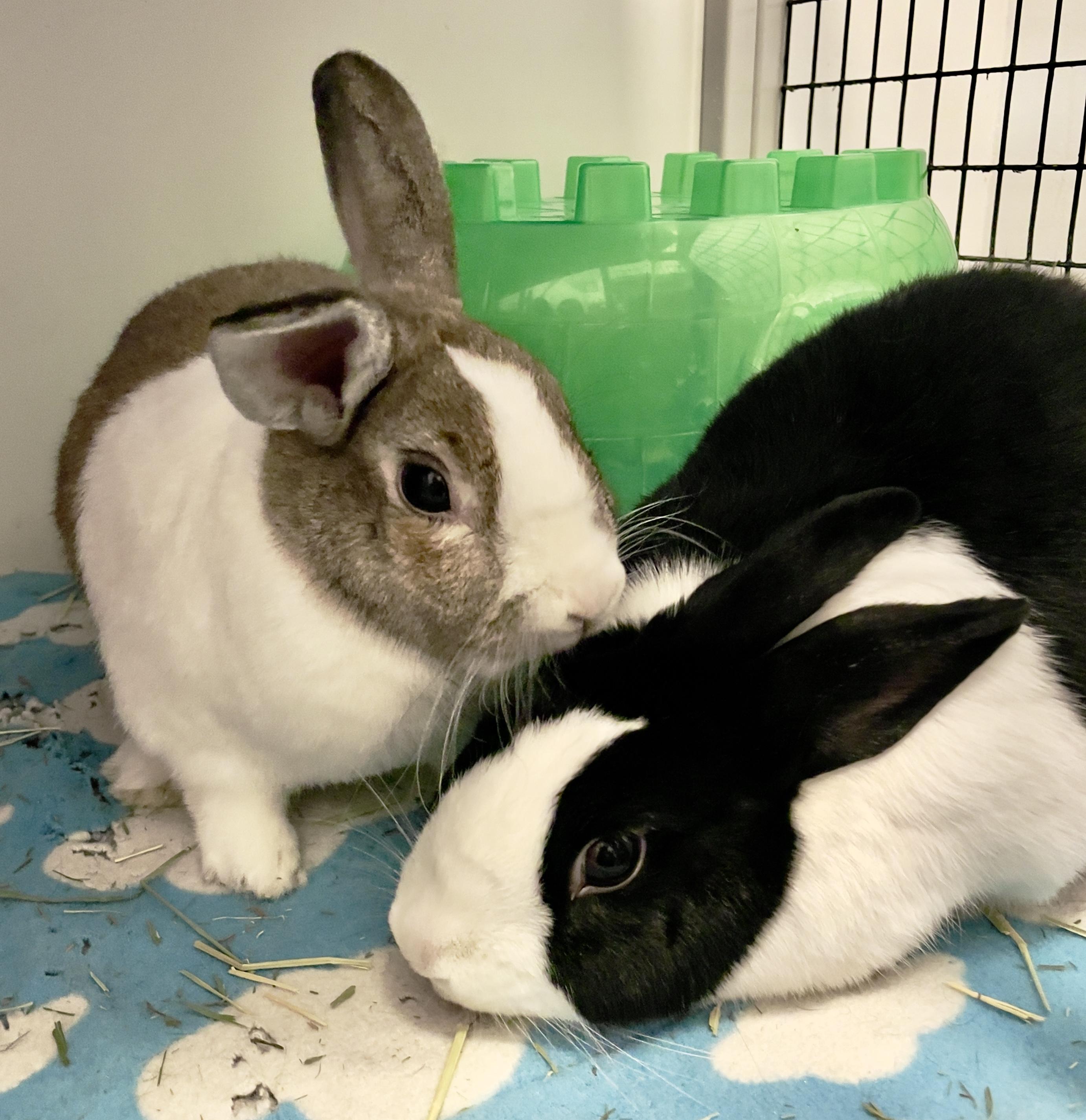 Enlarge Twyla & Maryland, a ADOPTABLE Dutch in Chicago, IL image 1/3