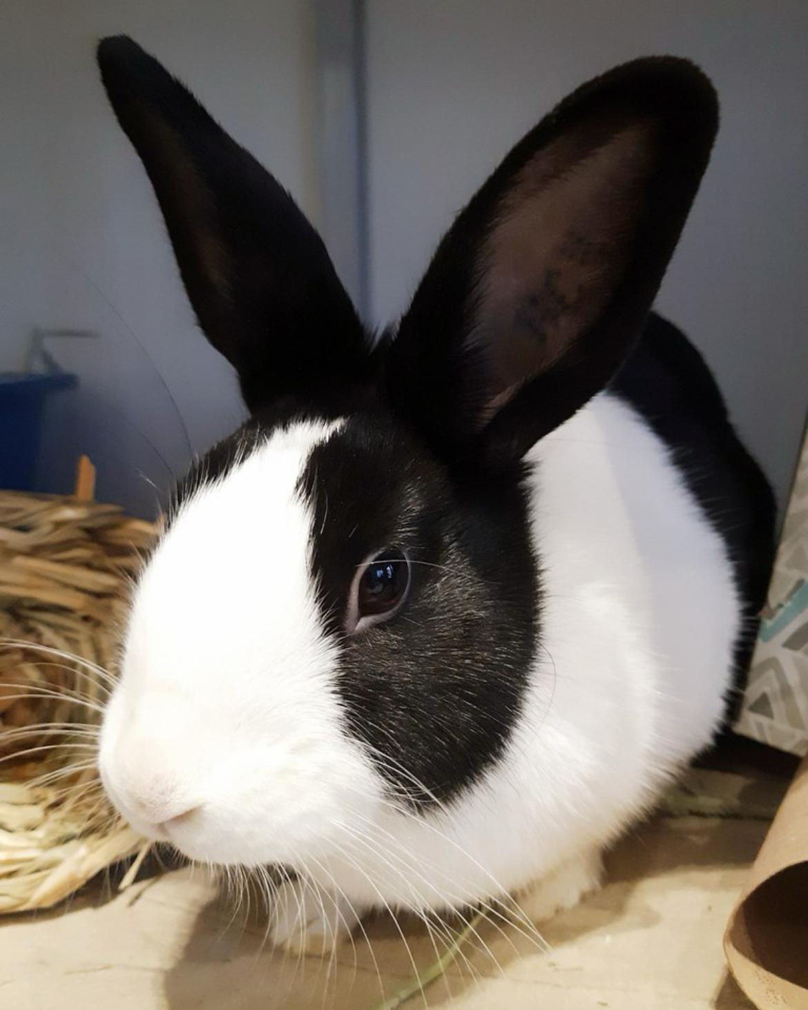 Enlarge Twyla & Maryland, a ADOPTABLE Dutch in Chicago, IL image 2/3