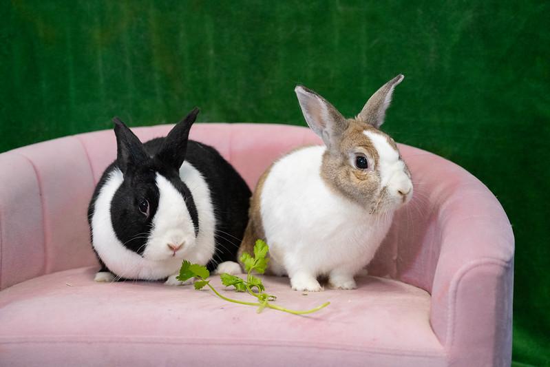 Enlarge Twyla & Maryland, a ADOPTABLE Dutch in Chicago, IL image 1/5